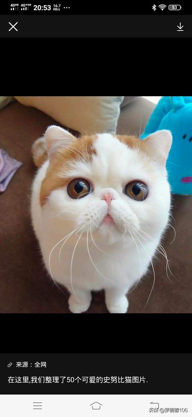 动物安乐死的方法:捡到生病的小猫没人领养，我该不该让它安乐死？