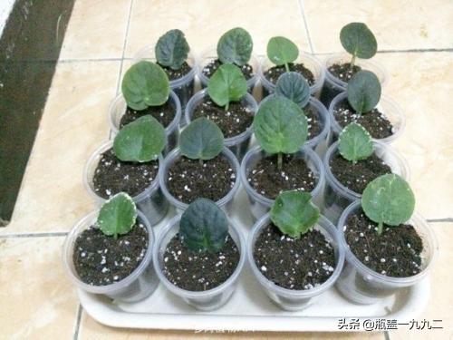 非洲堇养殖方法:花卉植物非洲堇需要用什么肥料？