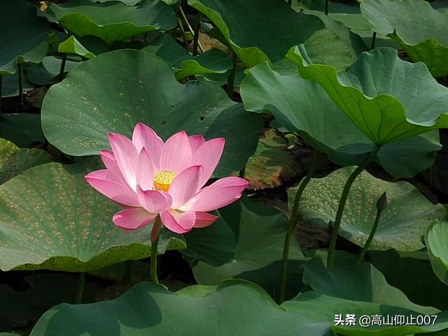 济南相亲大会:《新相亲大会》都是真的吗？