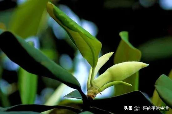 含笑花怎么养才会开花:含笑花叶子出现黑斑是什么原因？