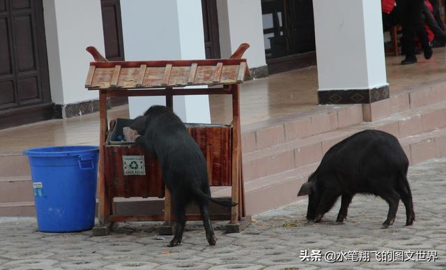 梦见乘竹筏在水上前行,在旅游中看到过哪些有趣的事？求分享？