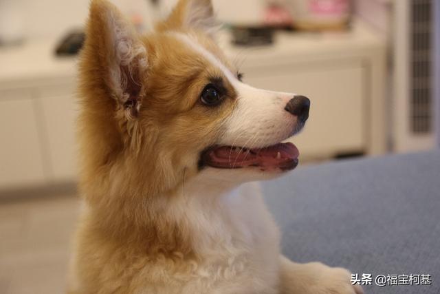 幼犬狗粮:新手求救，哪一种幼犬狗粮好一点啊？
