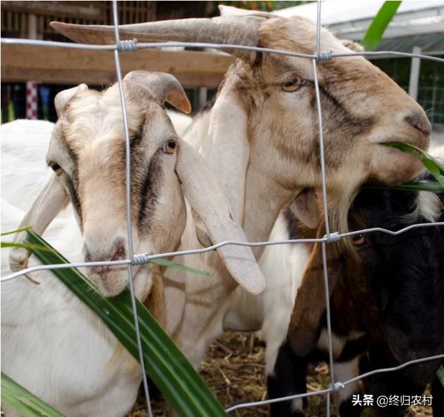 湖北红腹锦鸡养殖基地:在湖北种一亩食叶草可养多少只山羊？