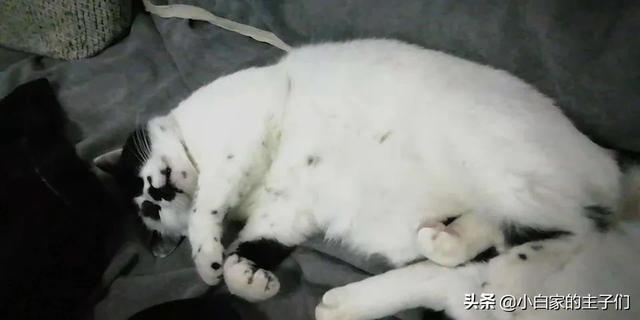 蓝猫流口水是什么原因:猫咪流口水黑下巴怎么办？