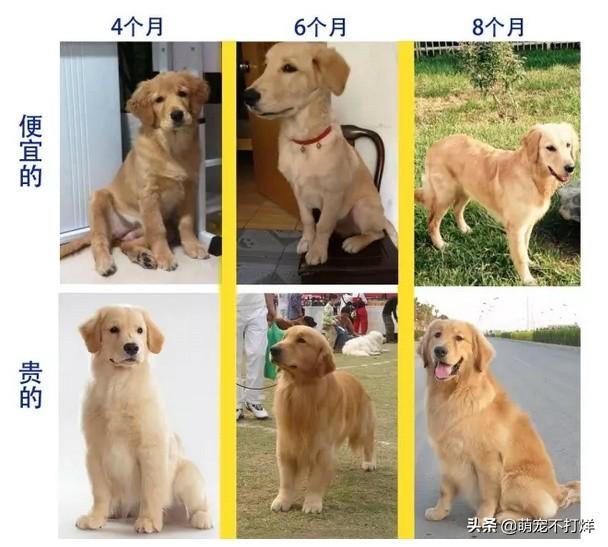 山西金毛犬舍:双血统金毛的价格现在怎么样？