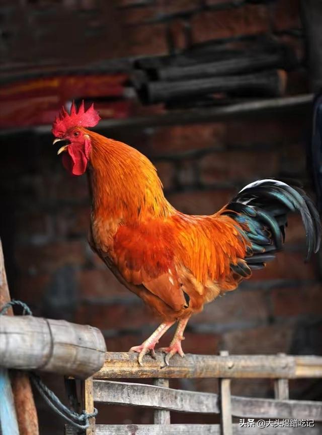 公鸡为什么清早打鸣?