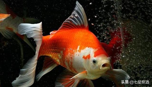 什么金鱼比较适合新手养，对于初学者，家里养什么鱼比较好养？