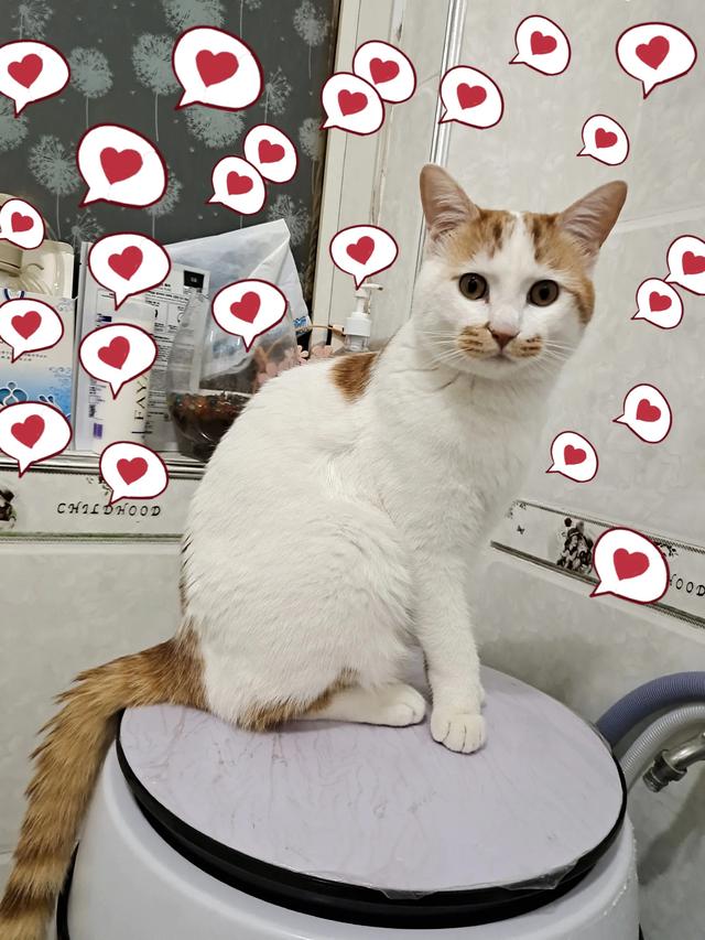 猫咪吃什么天然猫粮好:暹罗猫吃什么猫粮好？要怎么选择？