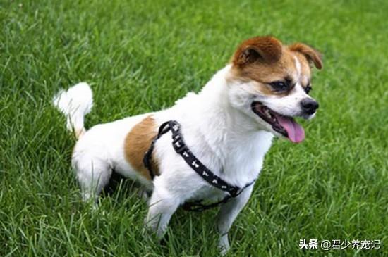 犬窝咳会传染给人吗:你打喷嚏时你家的狗狗看你吗？狗狗总看我打喷嚏是怎么回事？