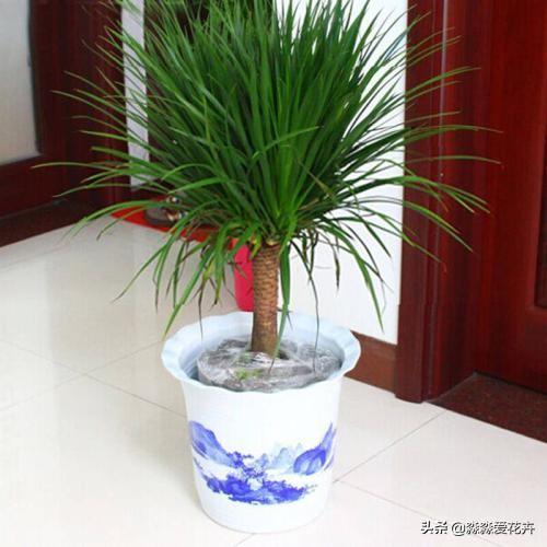 量天尺干瘪发黑:丽格海棠根部干瘪黑是怎么回事？