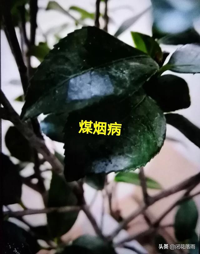 茶花常见病与治疗方法,茶花的烟煤病和炭疽病怎么治？