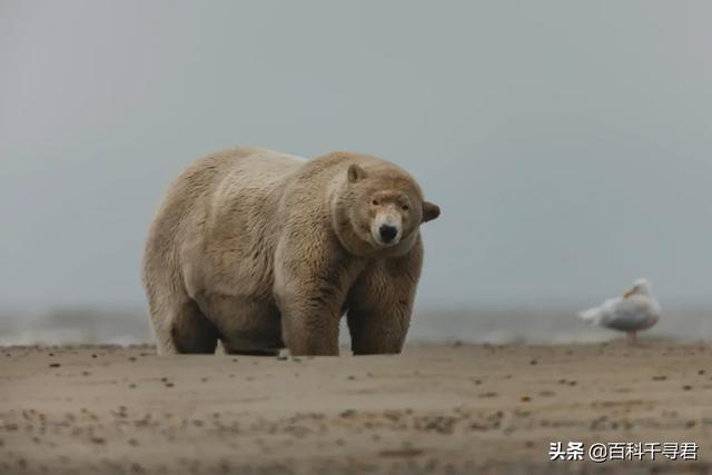 北极熊喝水死亡:北极熊在北极怎么喝水 为什么有人说，宁可看着北极熊饿死，也不能投食？