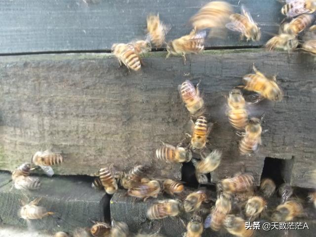 为什么蜂王有些能双王一窝，有些就不能呢，这是什么问题？