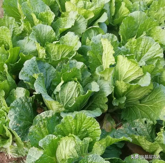 如何防治菜青虫，春季露地大白菜如何栽培能高产