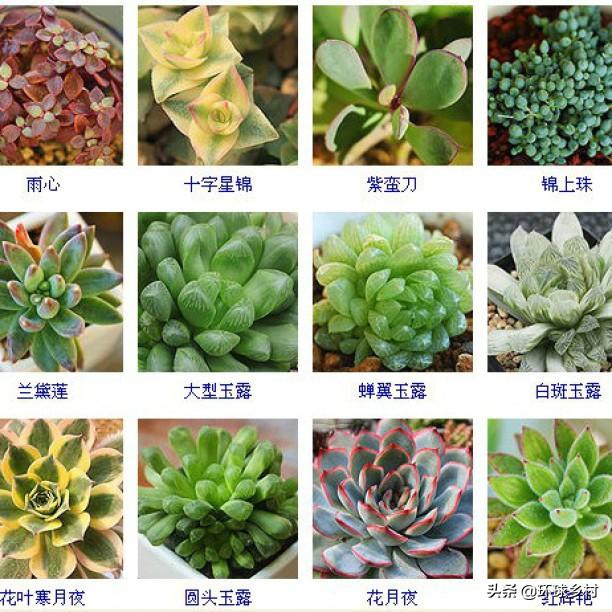 头条问答 多肉植物该如何分类 多肉大联萌的回答 0赞