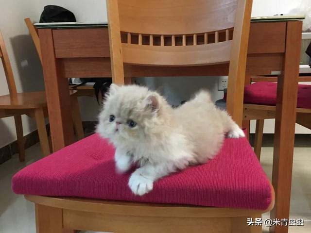 天猫捉猫猫:现在农村怎么有人说看不见猫抓老鼠了？