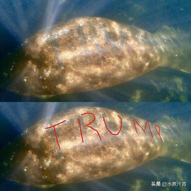 美国版的“狐鸣鱼书”,海牛背上现“特朗普”字样,背后真相到底是什么？