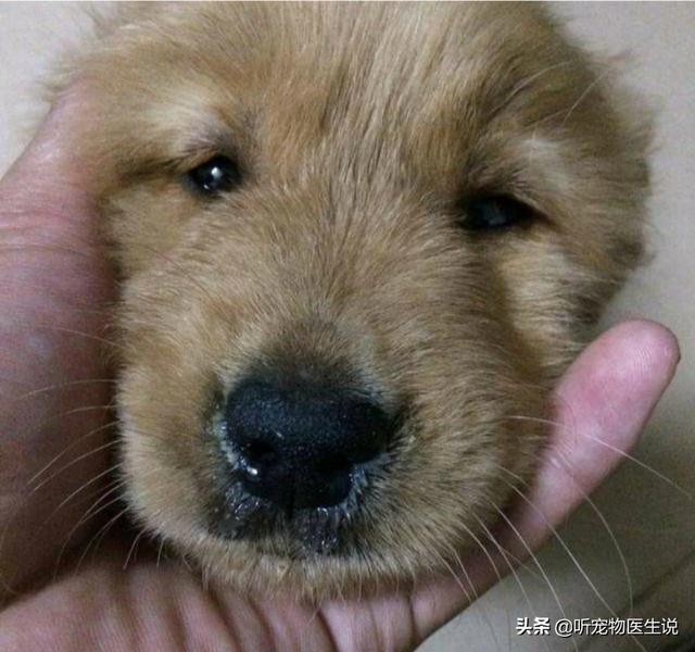 狗狗打喷嚏流清水:幼犬小狗感冒引起流鼻涕和咳嗽怎么办？