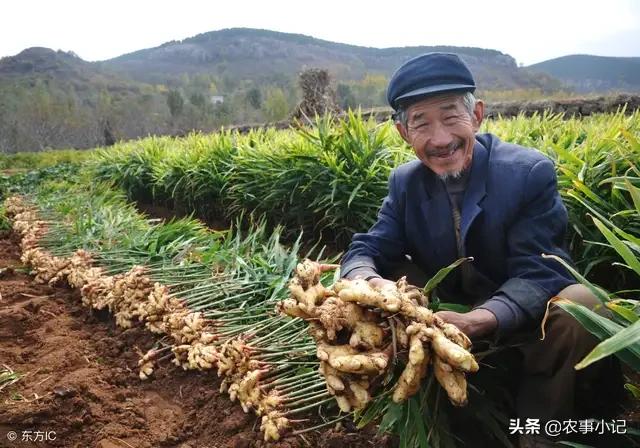 软腐病:软腐病用什么杀菌剂 白菜细菌性软腐病该如何防治？