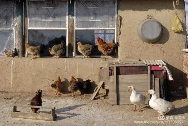 塞北兔图片:什么品种的肉兔好养肉兔都有哪些品种？