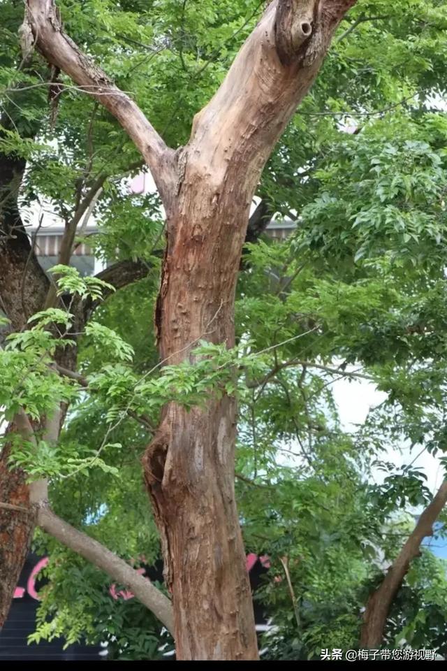 头条问答 黄花梨长什么样 开花吗 有什么用途 三农小纸条的回答 0赞