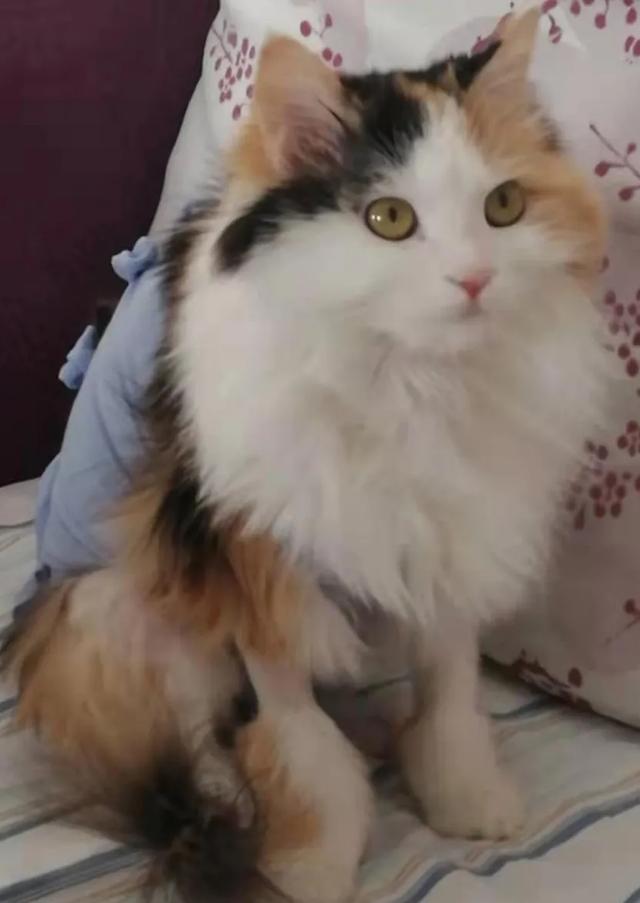 猫咪舔了皮特芬:母猫绝育以后第三天还是第四天舔了伤口怎么办？
