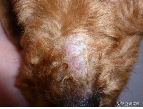 头条问答 狗狗得了真菌感染怎么办 劉疯疯的回答 0赞