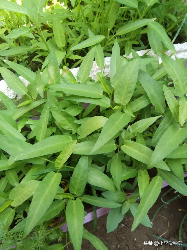 头条问答 - 种植的空心菜现在叶子发黄了是怎么回事?(6个回答)