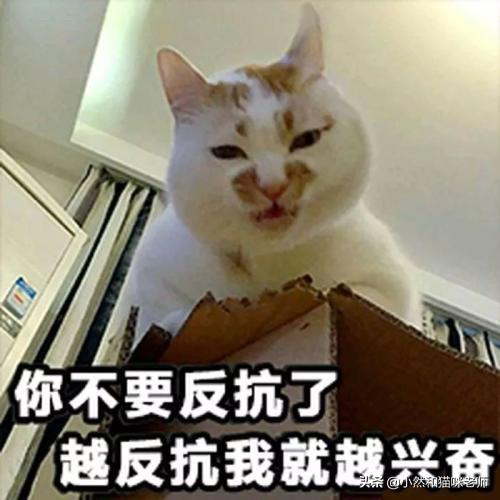 猫玩:为什么总是跟猫玩着玩着的时候，它会突然扑上来咬一口？