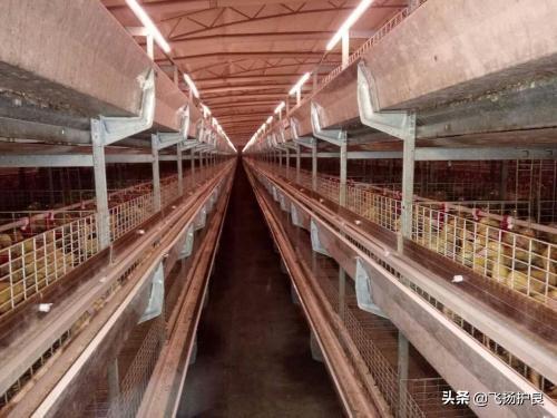 水生动物隔离池:肉鸭怎样进行场区区划隔离？