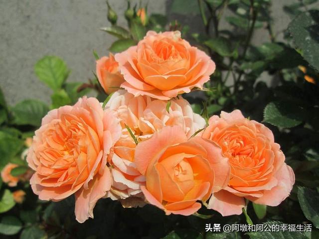 欧洲月季花品种介绍:月季花品种介绍大全 月季的种类有哪些，常见月季品种介绍大全？