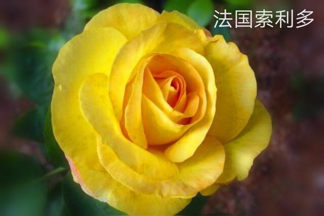 优秀月季花品种介绍百度网:名贵月季十大品种是哪些品种？