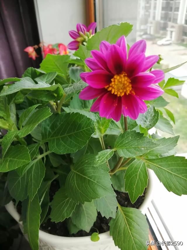 头条问答 温室里的花朵不是一时的幸福而是一生的剧痛 你怎么看 30个回答