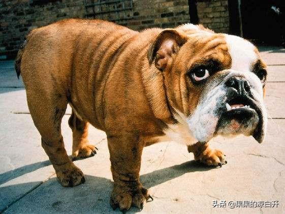 沉默的斗牛犬:据说美国有一款神秘的“沉默鹰”武装直升机，它是怎么回事？