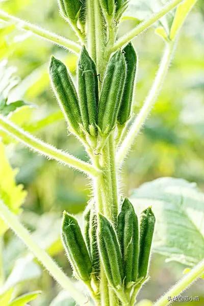 四川黑芝麻种植长什么样？