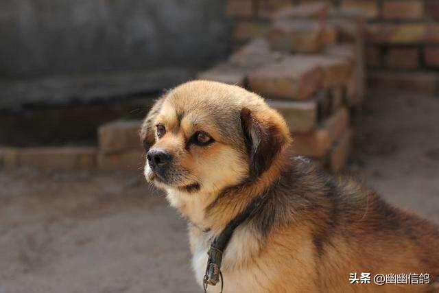 狗狗健康成长100问:我刚刚抱养一只土狗，需要注意什么？怎样让狗狗健康成长？