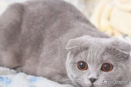 猫咪尿频不喝水:猫咪喝水不多却尿很多次怎么回事？