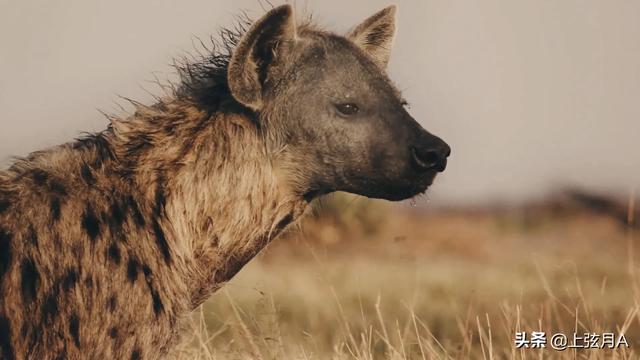 野狗交配免费阅读:母犬最佳配种期如何确定？