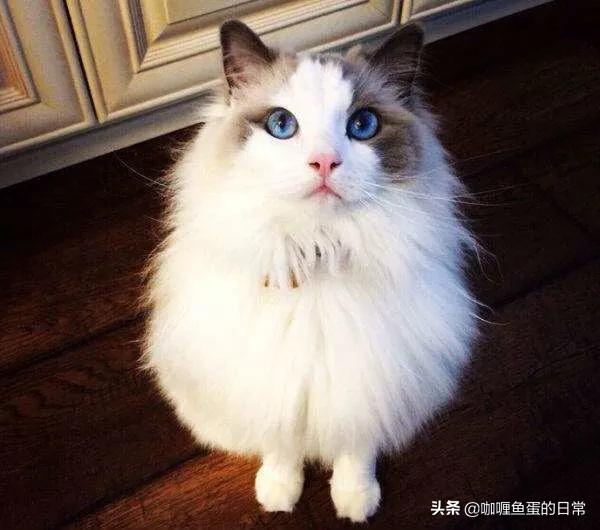 膀胱结石症状预防:猫膀胱结石，多喝水会预防吗？