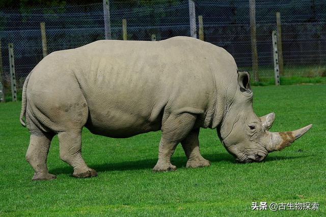 猛兽大对决湾鳄vs白鲨:不考虑年代:甲龙和白犀牛谁更厉害？为什么？