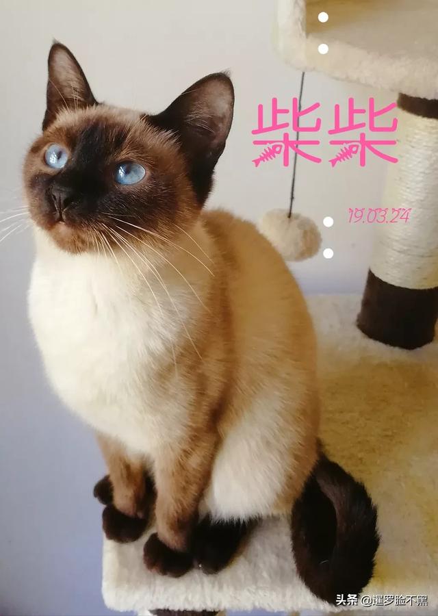 猫咪品种大全及图片鲜罗猫:有没有人认识这是什么猫？