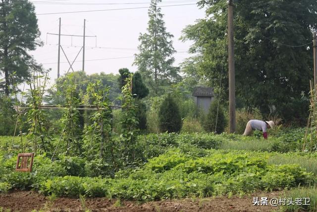 你家菜园子里都种了哪些菜？景色如何？