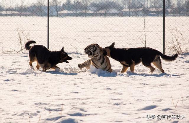 中国福犬在哪里:我国还有多少只纯种的昆明犬？有何依据？