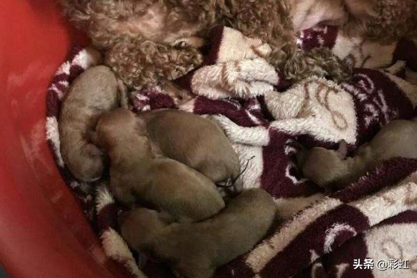 泰迪犬怎么养:泰迪犬怕不怕冷？怎么养？