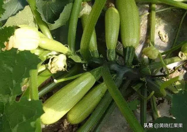 蓝尾金蜥生活环境:问题：西葫芦对生长条件和环境有什么要求？