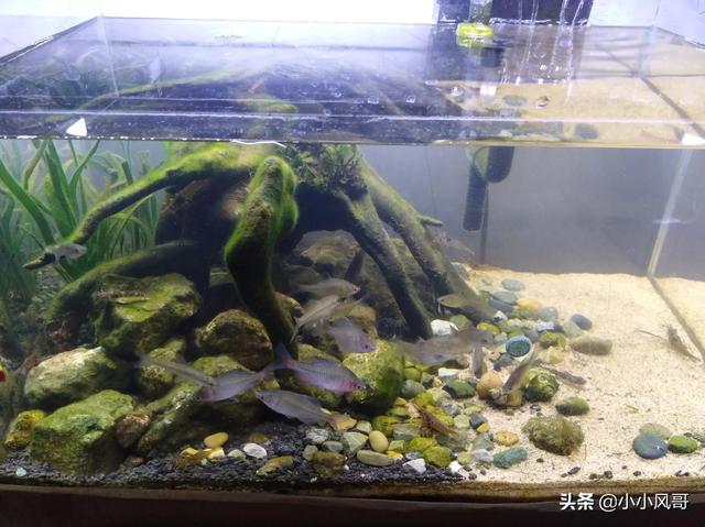 澳洲彩虹鱼发色:冷水鱼有什么好养一点的，除水藻鱼有什么推荐？