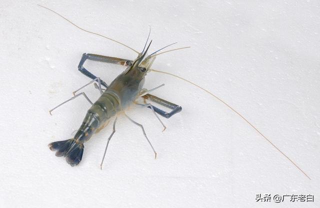 头条问答 - 在湖北长江中下游地带,适合养殖什么淡水虾?(1个回答)