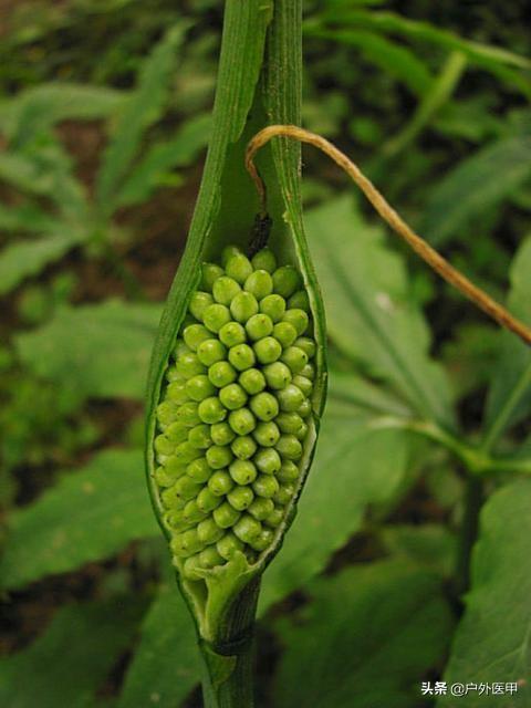 天南星科植物 天南星科植物都有哪些品種 咖啦花卉网