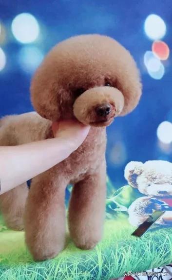 苏州宠物造型:泰迪犬有哪些不同风格的造型呢？