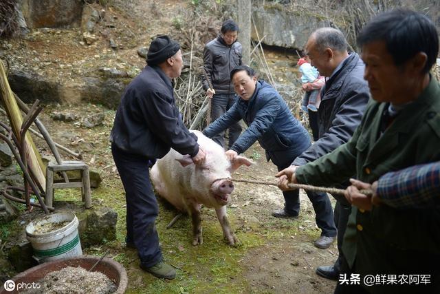 上海人吃死猪肉:得了猪瘟的猪还没有死亡，杀了可以吃吗？